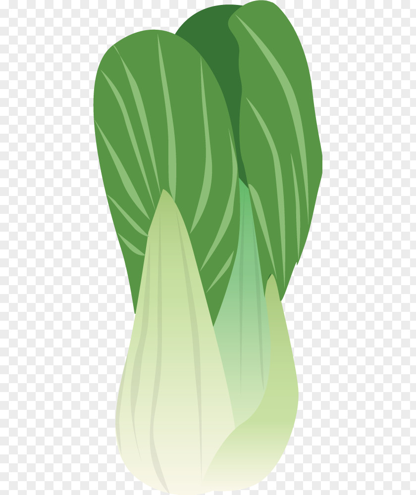 Cartoons Painted Green Cabbage Napa Brussels Sprout Vegetable PNG
