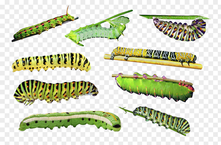 Caterpillar Beetle Clip Art PNG