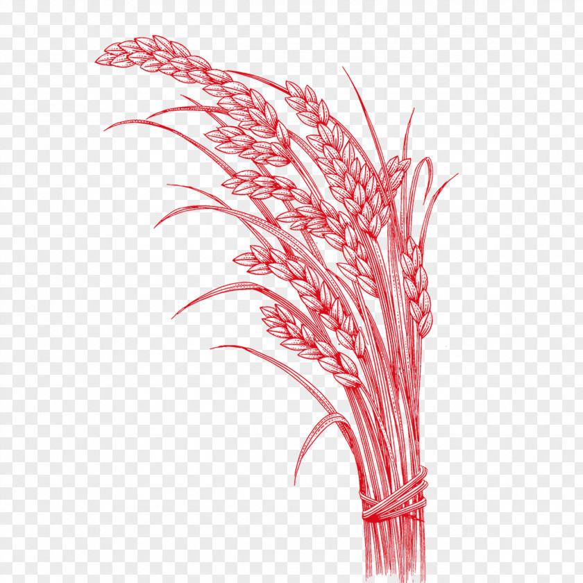 Wheat Rice Oryza Sativa PNG