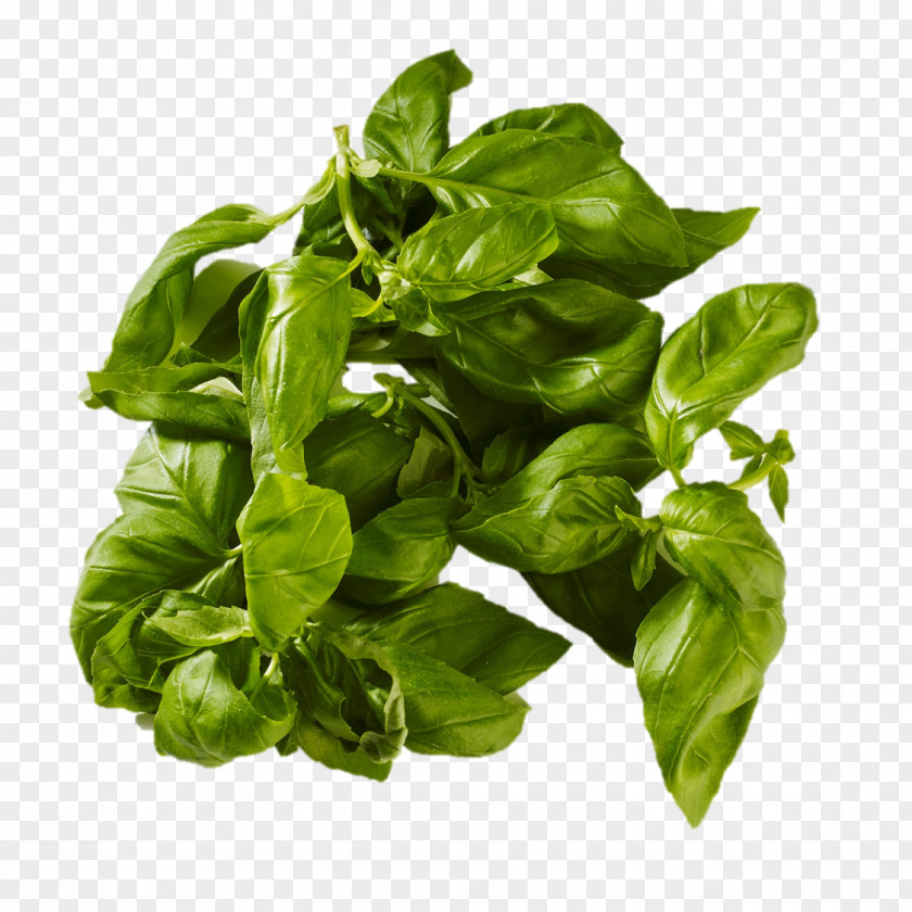 Basil Leaf Vegetable Everfresh AB PNG