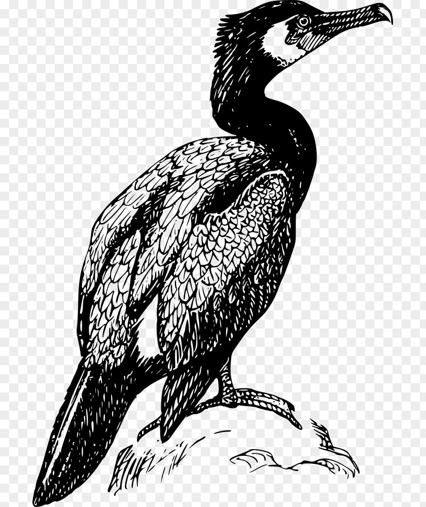 Bird Double-crested Cormorant Drawing Clip Art PNG