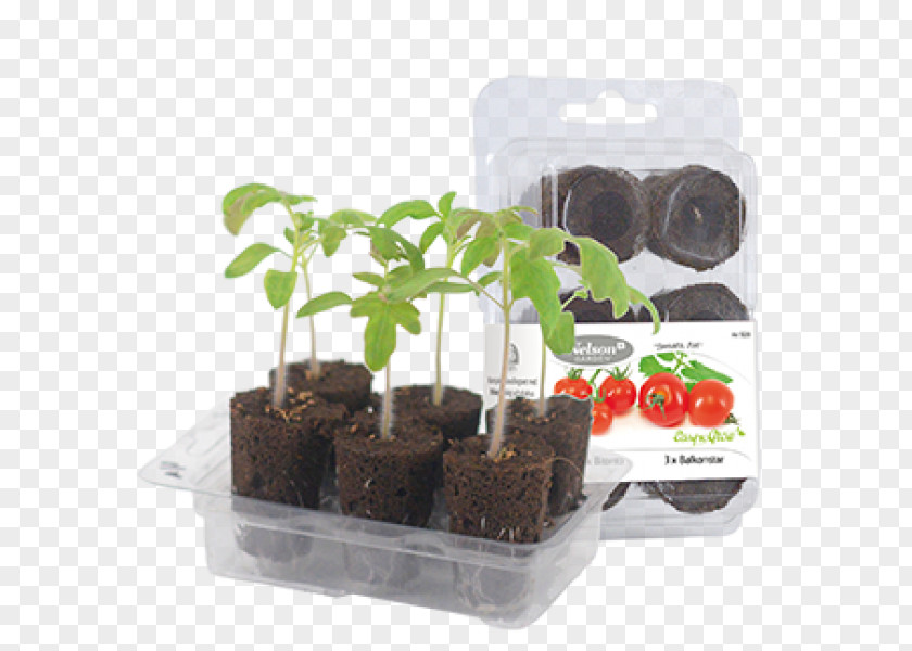 Lord Murugan Vel Flowerpot Seed Cultivar Herb Kitchen Garden PNG