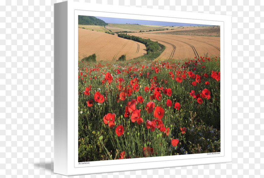Poppy Field Common Flowering Plant Meadow PNG