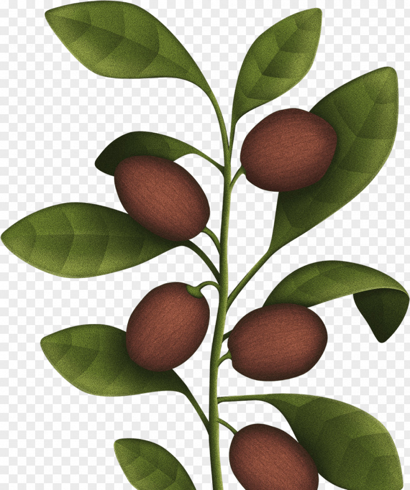 Almond Tree Christmas Gift .com Skin Health PNG