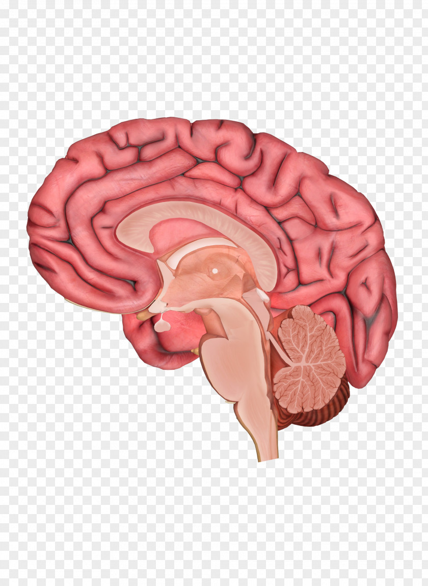 Brain Human Body Anatomy Homo Sapiens PNG