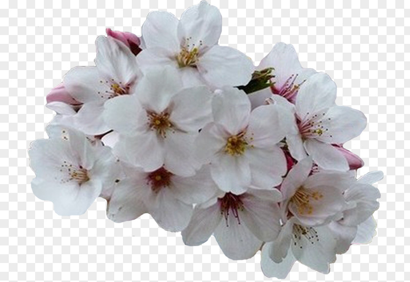 Cherry Blossom Flower Bouquet Spring Clip Art PNG