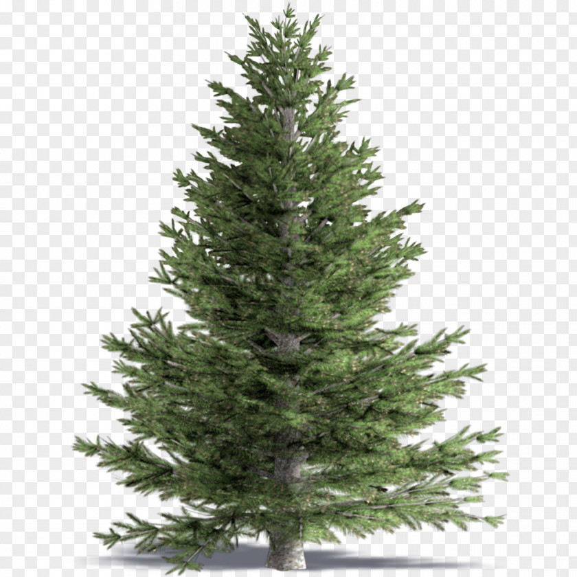 Christmas Tree Fir Pine Conifers PNG