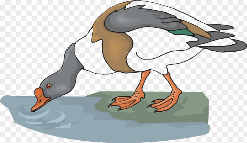 Drink Goose Drinking Water Animal Clip Art PNG