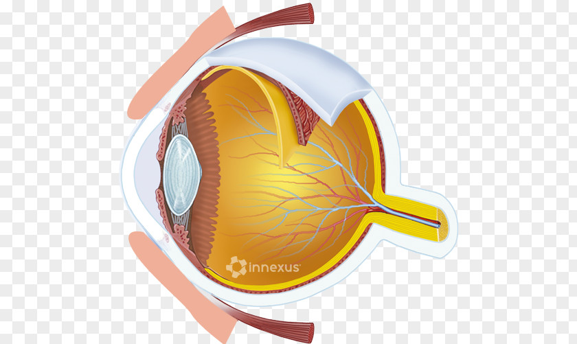 Eye Care Central Retinal Artery Vein Human PNG