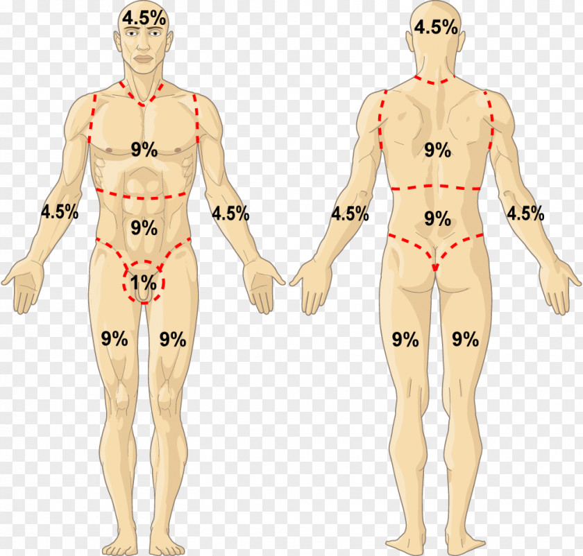 Hand Homo Sapiens Human Body Anatomy PNG