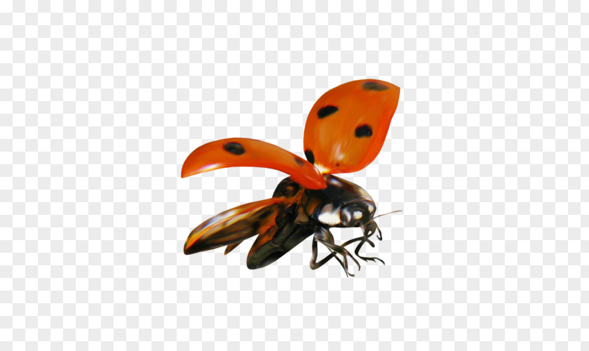 L Ladybird Beetle Animal Clip Art PNG