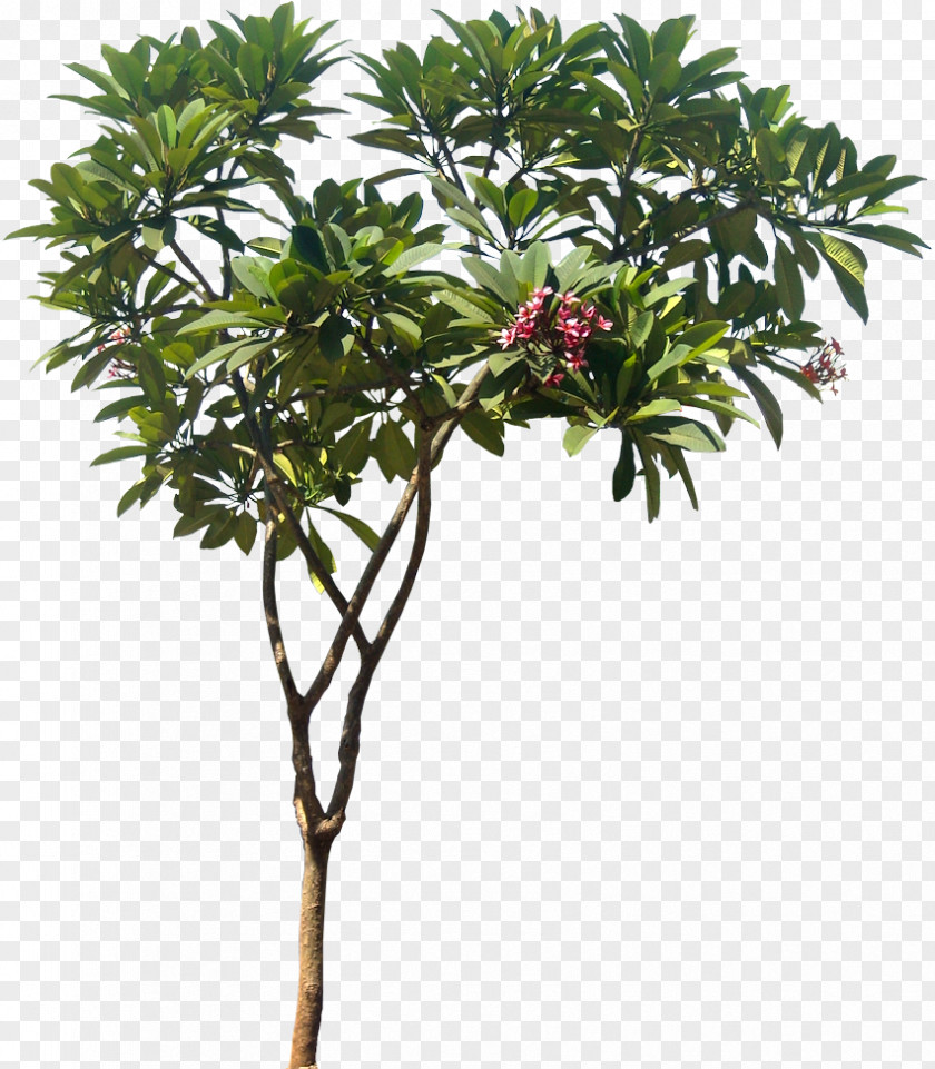 Plant Plumeria Rubra Alba Obtusa Tree PNG