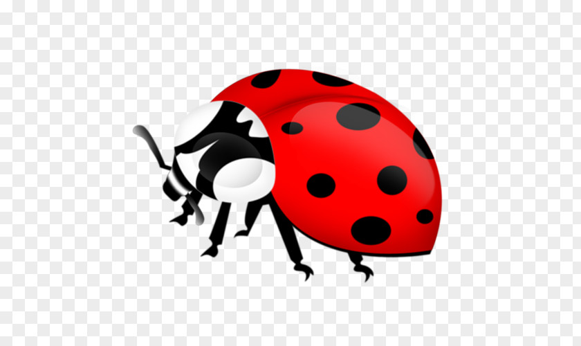 Twingo Ladybird Beetle Blog Insect Diary LiveInternet PNG