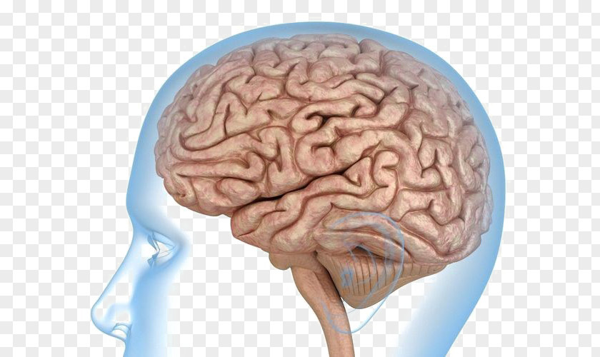 Brain Human Anatomy Body Knee PNG