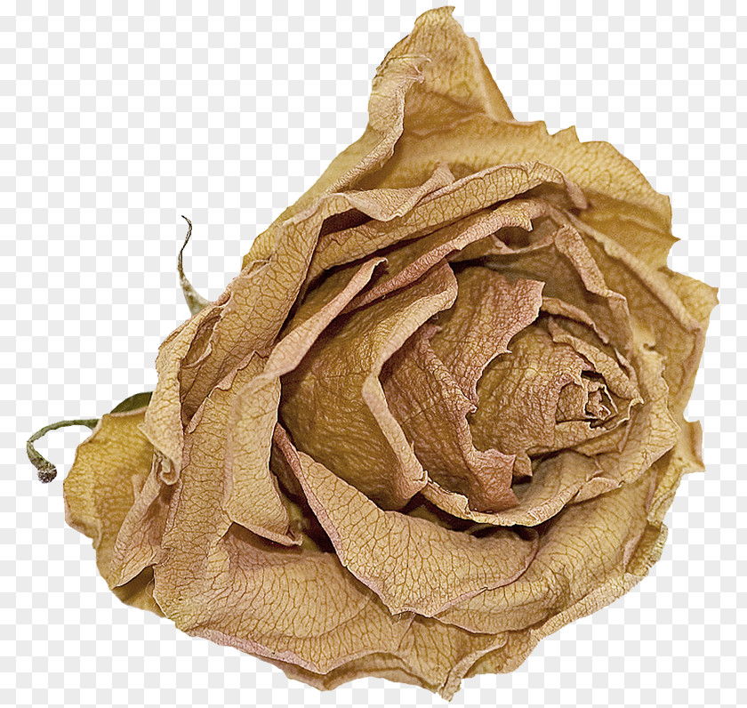 Brown Rose Cut Flowers .net PNG
