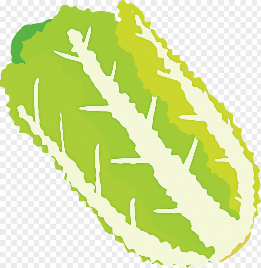 Nappa Cabbage PNG