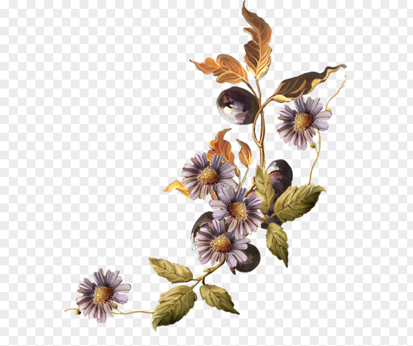 Purple Chrysanthemum Bokmxe4rke PNG