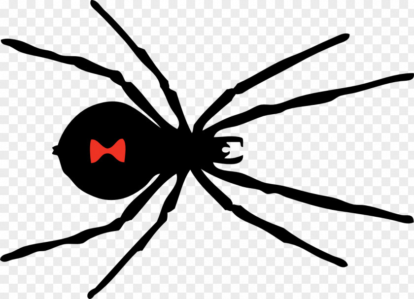 Spider Image Southern Black Widow Clip Art PNG