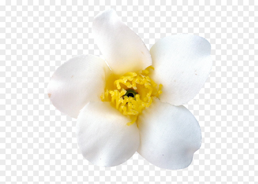 Spring Element Narcissus Moth Orchids Flowering Plant Petal PNG