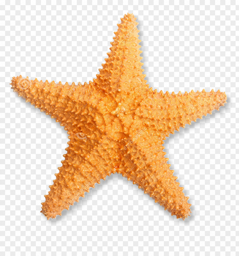 Starfish Stock Photography Oreaster Reticulatus PNG