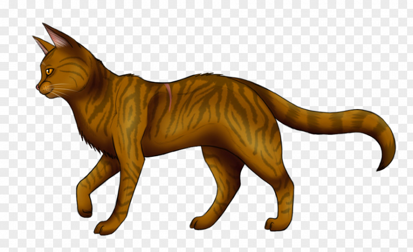 Tabby Warriors Cat Erin Hunter Fire And Ice Tigerstar PNG