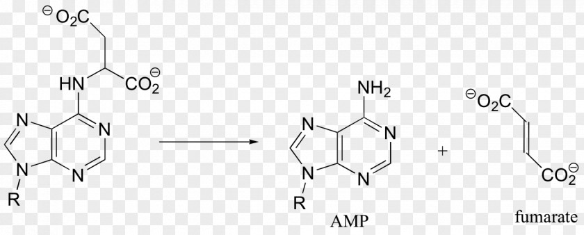 Thiamine Pyrophosphate /m/02csf Chemistry White Leaving Group PNG