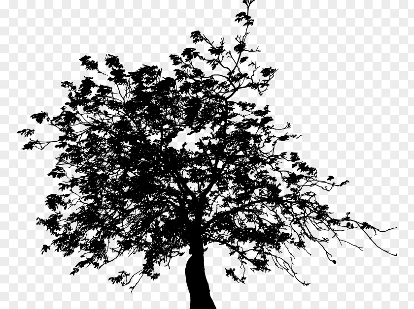 Tree Twig Black And White Clip Art PNG