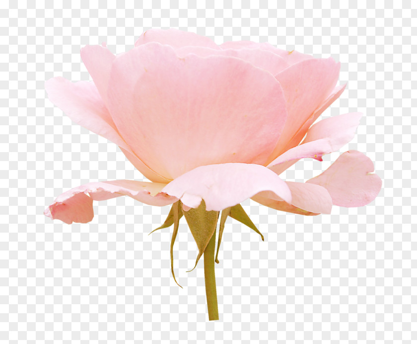 Wildflower Rose Order Pink Flowers Background PNG