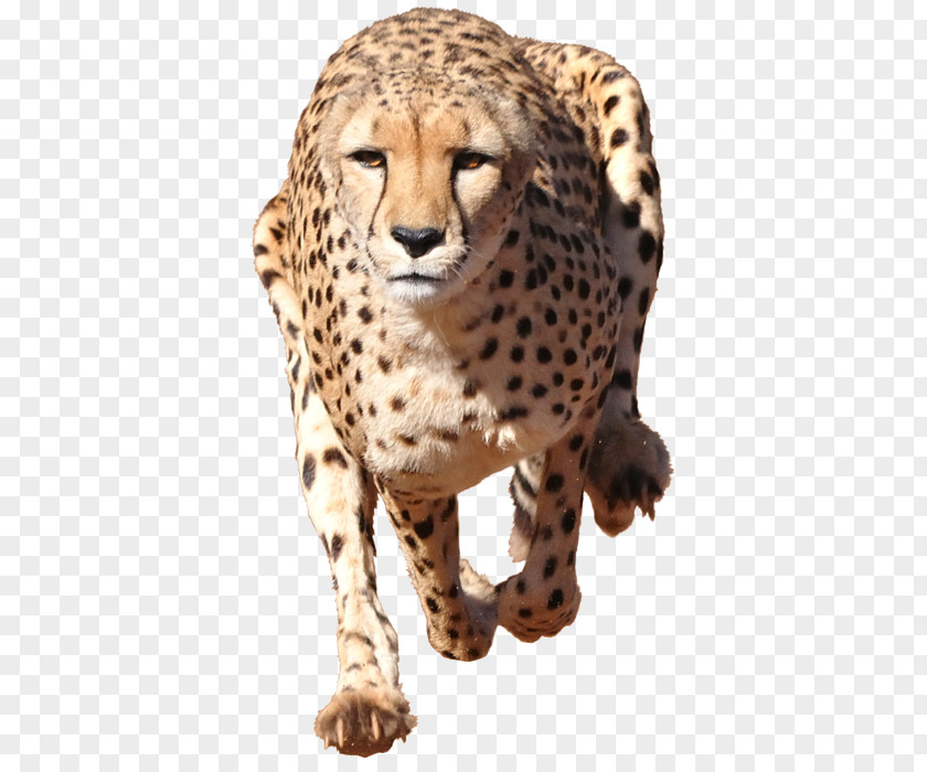 Chester Cheetah Transparent Stock Photography Illustration Leopard Cat PNG