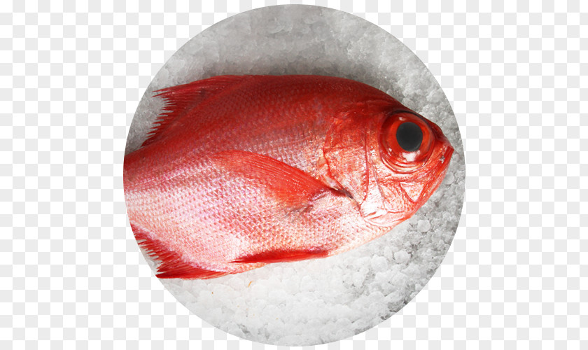 Fish Fishing Northern Red Snapper Scorpaena Scrofa Rascasse PNG