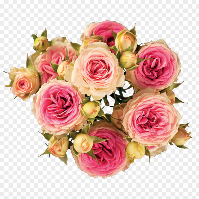 Flower Garden Roses Cabbage Rose Cut Flowers Hybrid Tea PNG