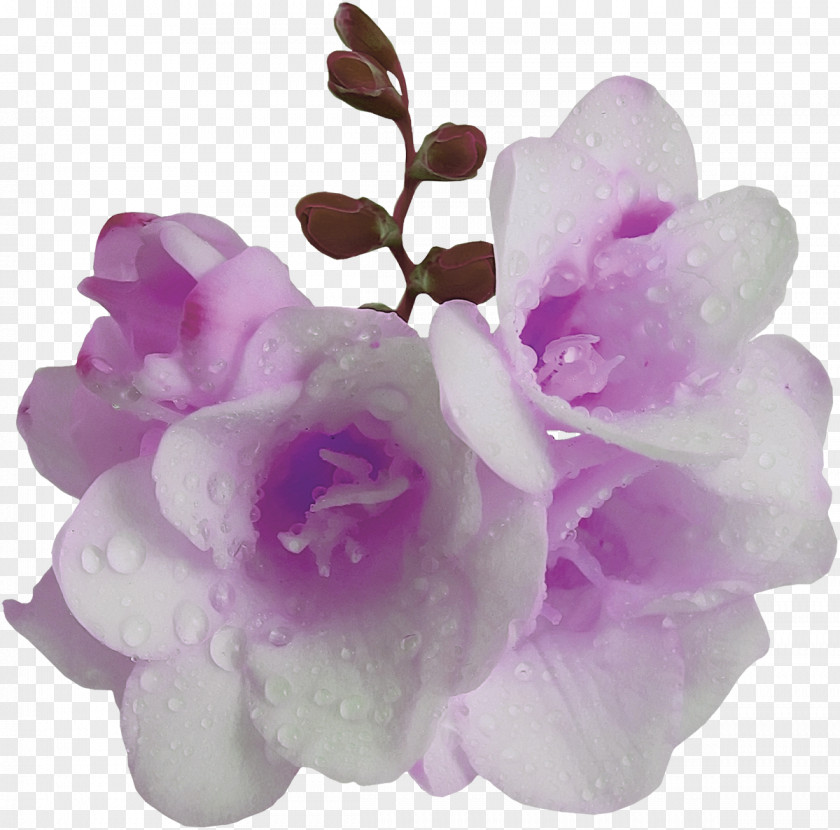 Lilac Flower Violet Purple Mauve PNG