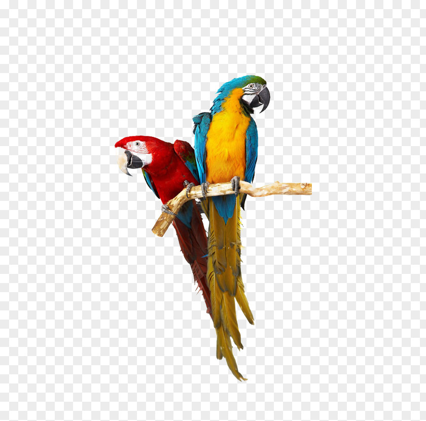 Parrot Lovebird Cockatiel Caique PNG