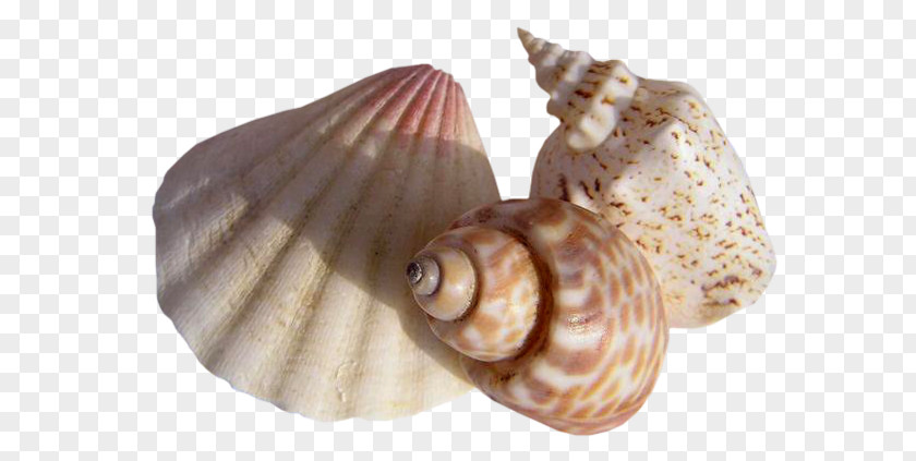 Seashell Mollusc Shell Conchology PNG