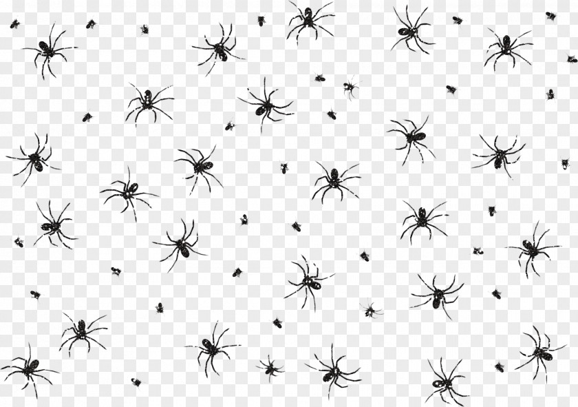 Spider Web Download PNG