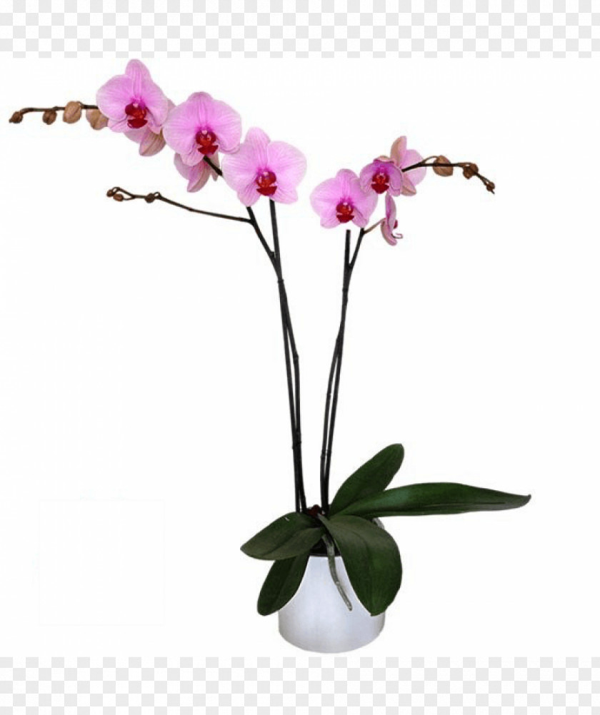 Orquideas Moth Orchids Cut Flowers Pink M Flowerpot Plant Stem PNG