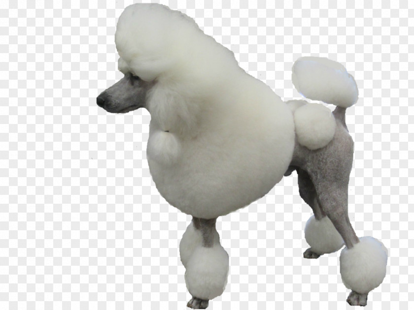 Puppy Standard Poodle Dog Breed Toy PNG