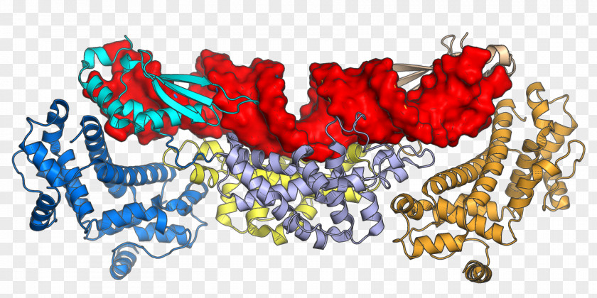 Ribonuclease III Double-stranded RNA Viruses Dimer Body Jewellery PNG