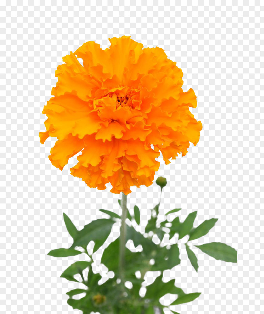 Yellow Marigold Mexican Flower Stock Photography U30d5u30a9u30c8u30e9u30a4u30d6u30e9u30eau30fc PNG