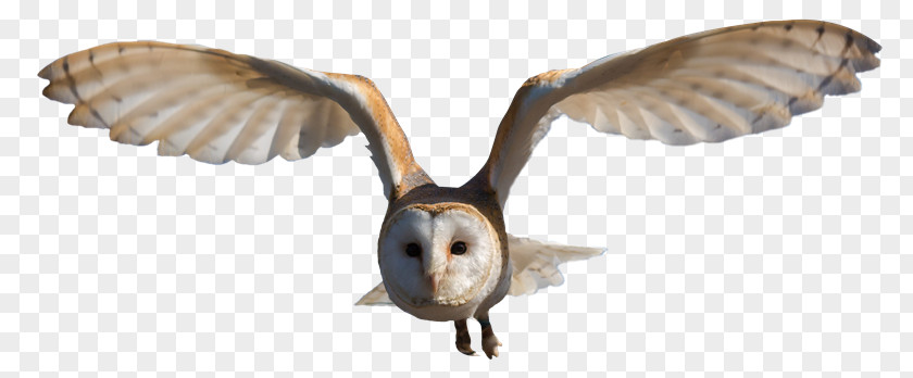 Bird Great Horned Owl Barn Clip Art PNG