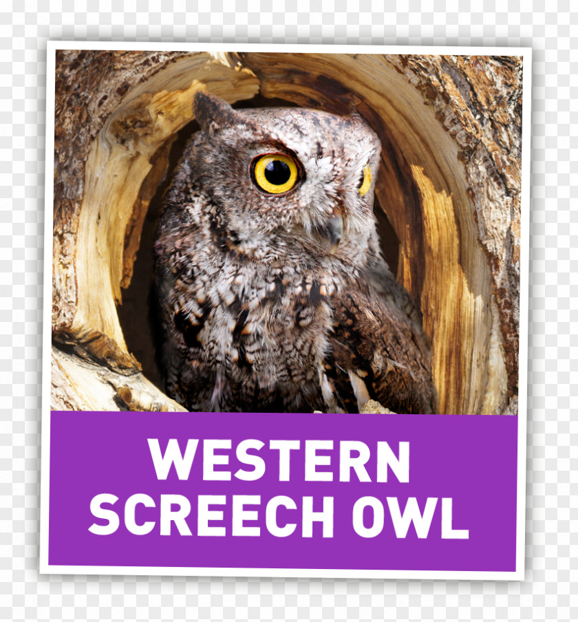 Eastern Screech Owl Colchester United F.C. Stock Photography Book PNG