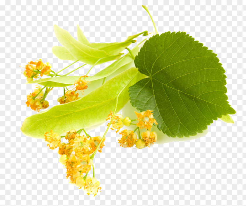 Flower Lindens Oil Perfume Odor PNG