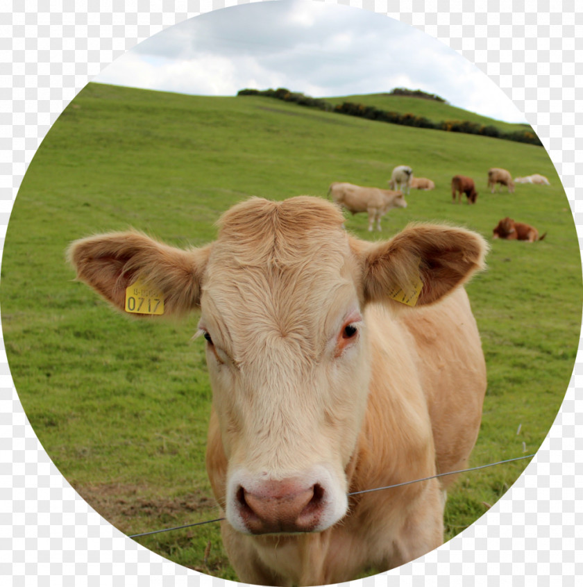 Hedgehog Dairy Cattle Hemlock Animal PNG