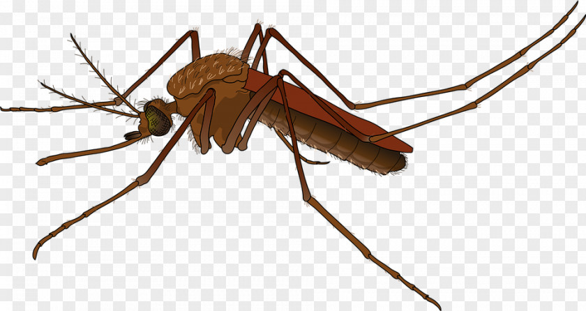 Mosquitohd Mosquito Control Female Zika Virus Yellow Fever PNG