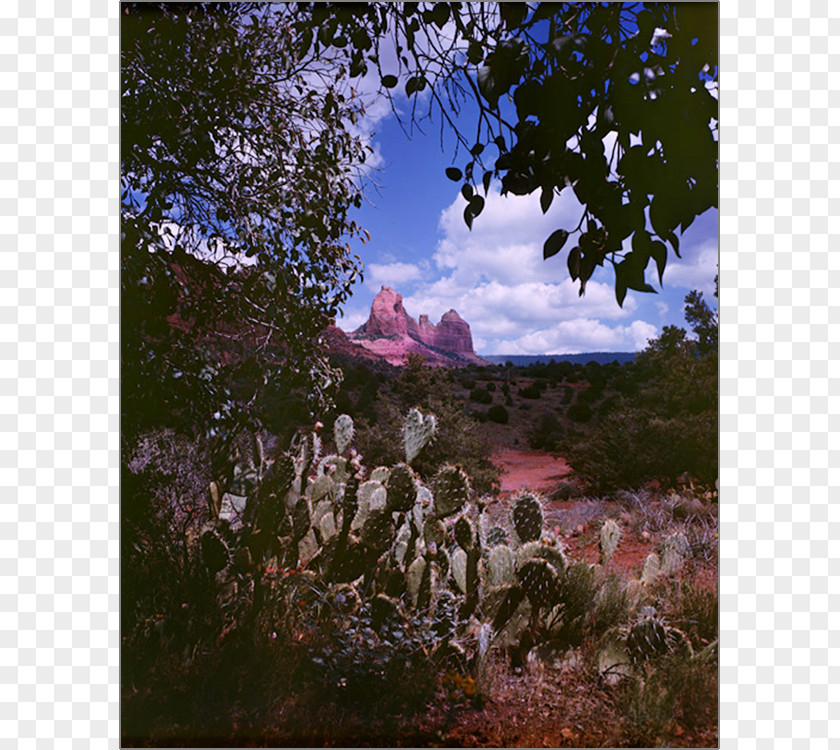 Photography, Copper Art, & Workshops Art MuseumPrickly Pear The DeSerio Gallery PNG