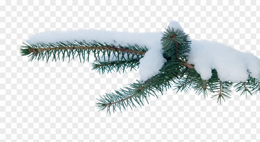 Pine Cone Spruce Tree Snow Branch PNG