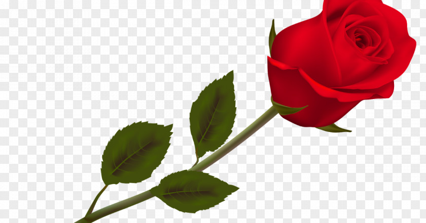 Rose Flower Clip Art PNG