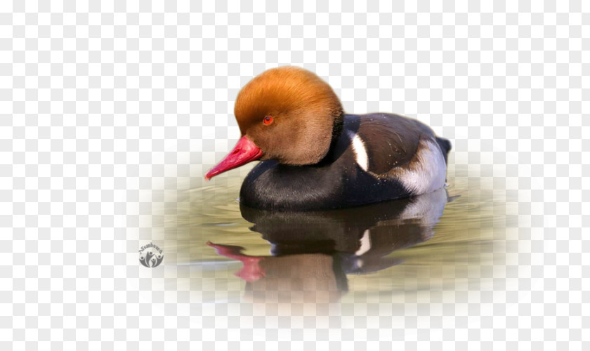 Duck Water Bird Photography Beak PNG