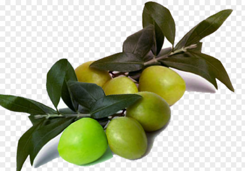 Fresh Leaves With Olive Branch Oil Lime PNG
