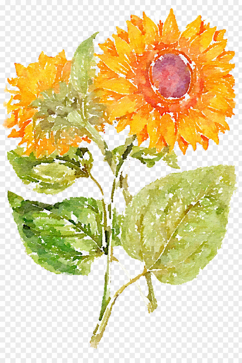 Hand Painted Sunflowers Common Sunflower PNG